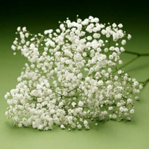 Baby's Breath Gypsophilia for Valentine's Day – Flowers For Fundraising