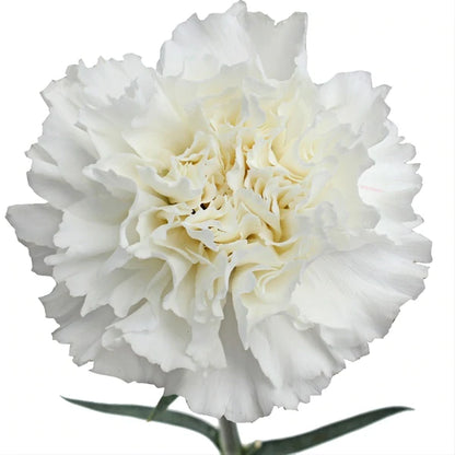 Chi Omega - White Carnations