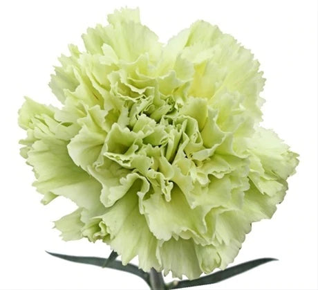 St. Patrick's Day Natural Green Carnations - Bulk