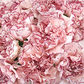 Valentine's Day Bulk Standard Carnations
