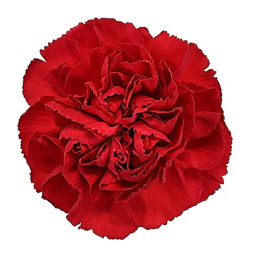 Theta Chi - Red Carnations