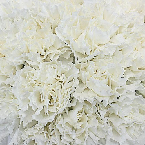 Phi Lambda Chi - White Carnations