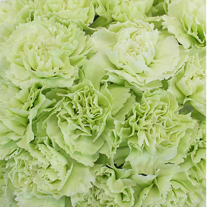 St. Patrick's Day Natural Green Carnations - Bulk