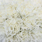 Chi Omega - White Carnations
