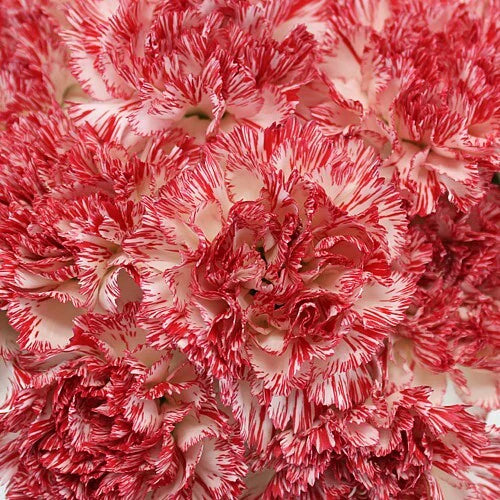100 Stems of Peppermint Carnations- Fresh Cut Flowers 