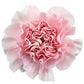 Gamma Phi Beta - Pink Carnations