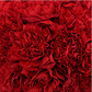 Alpha Chi Omega - Red Carnations