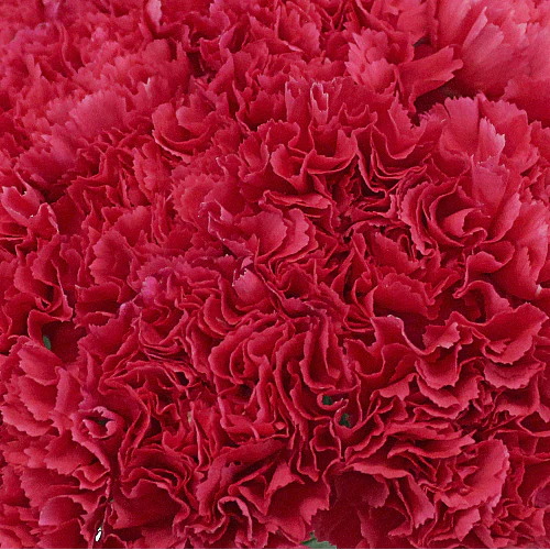 Valentine's Day Bulk Standard Carnations