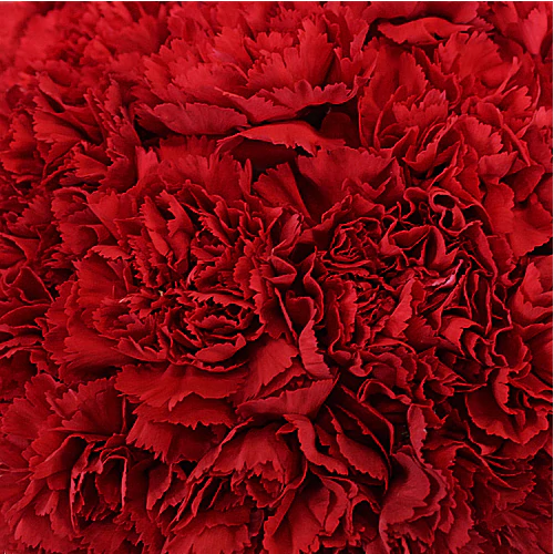 Theta Chi - Red Carnations