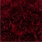 Pi Beta Phi - Burgundy Carnations