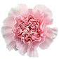 Phi Mu - Pink Carnations