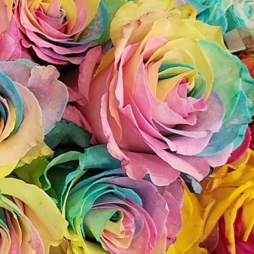 Pastel Rainbow Rose
