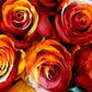 Orange, Red and White Rainbow Roses