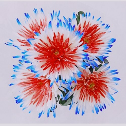 Red White and Blue Spider Mums