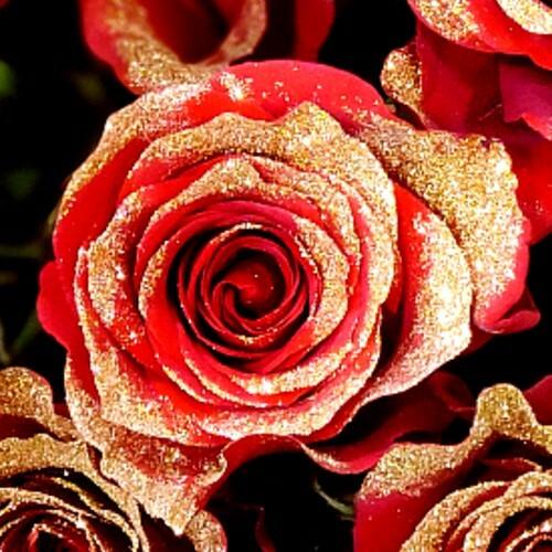 Red Rose with Gold Glitter