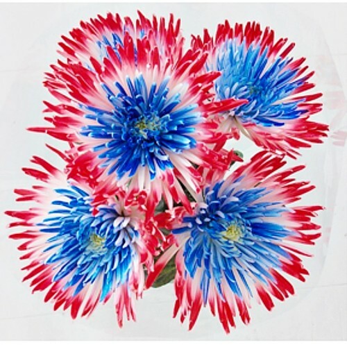 Patriotic Red White and Blue Spider Mums