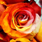 Custom Dyed Rainbow Rose Bouquets