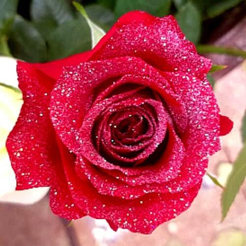 Red Rose with Clear Glitter