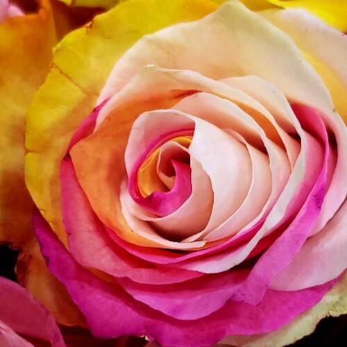 Pink, Yellow and White Rainbow Rose Bouquets