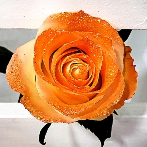 White Rose with Orange Glitter
