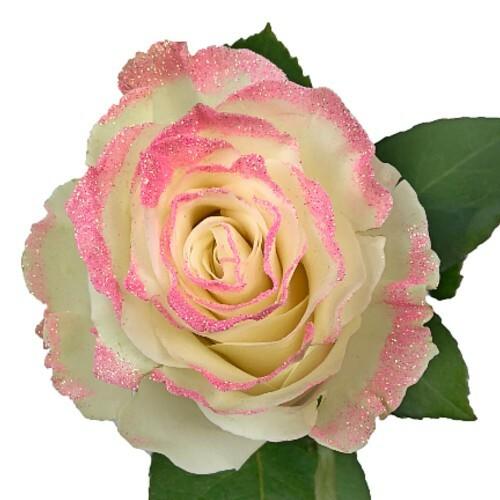 White Roses with Light Pink Glitter - Bulk
