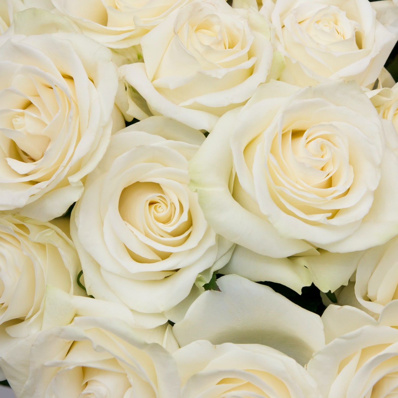 Delta Gamma - Cream Roses, 40cm – Flowers For Fundraising