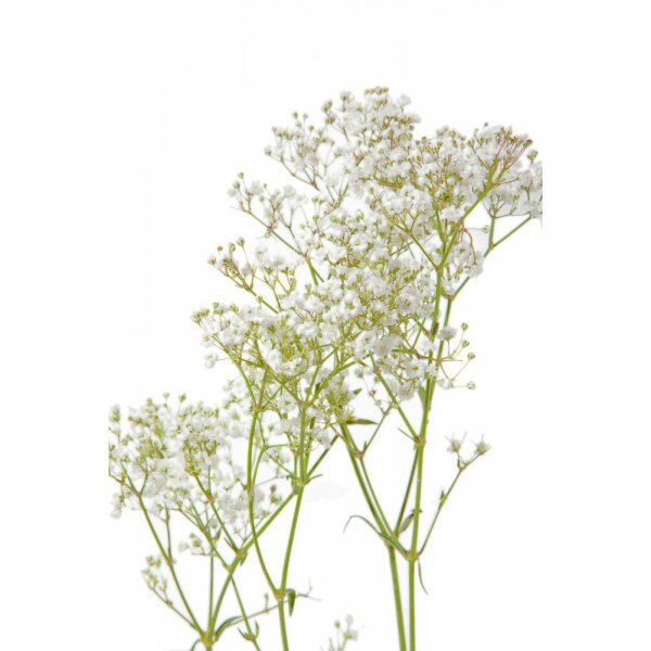 Gypsophila-Baby's breath (Fillers) – Amodhini Flowers