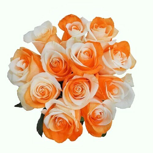 White and Orange Tinted Roses - Bulk