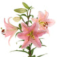 Asiatic Lilies - Bulk