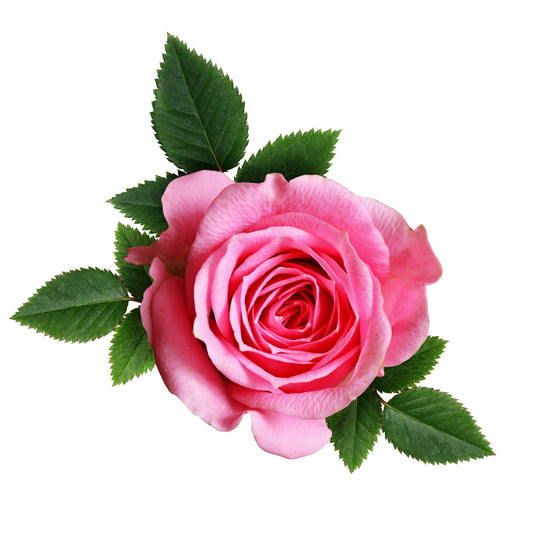 Delta Zeta - Pink Roses, 40cm