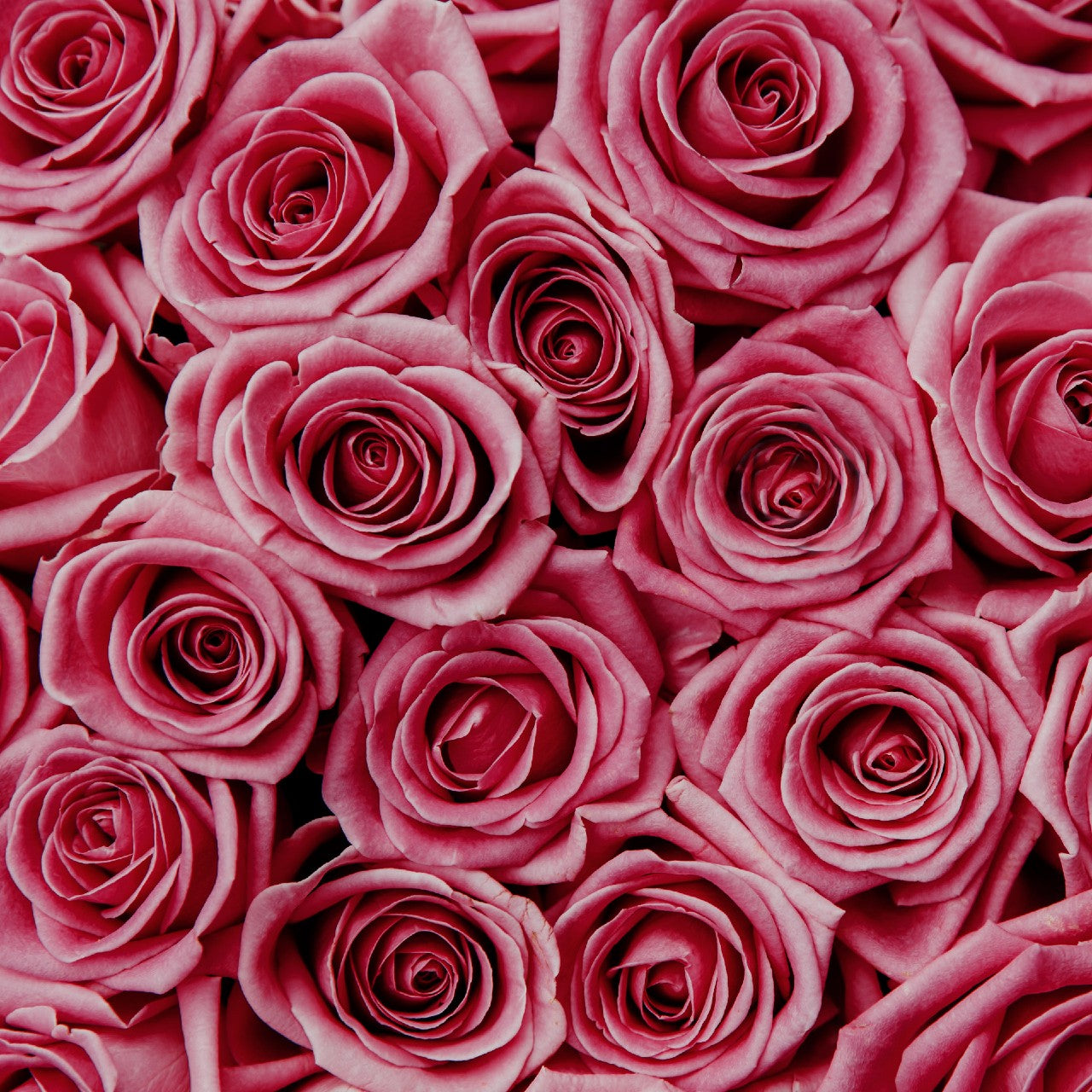Alpha Xi Delta - Pink Roses, 40cm