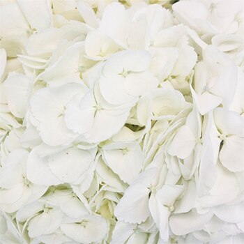 White Hydrangeas