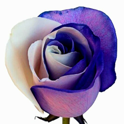 Tinted Purple and White Roses