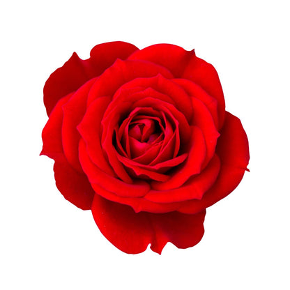 Phi Sigma Sigma - Red Roses, 40cm