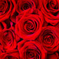 Valentine's Day Bulk Roses - 40cm