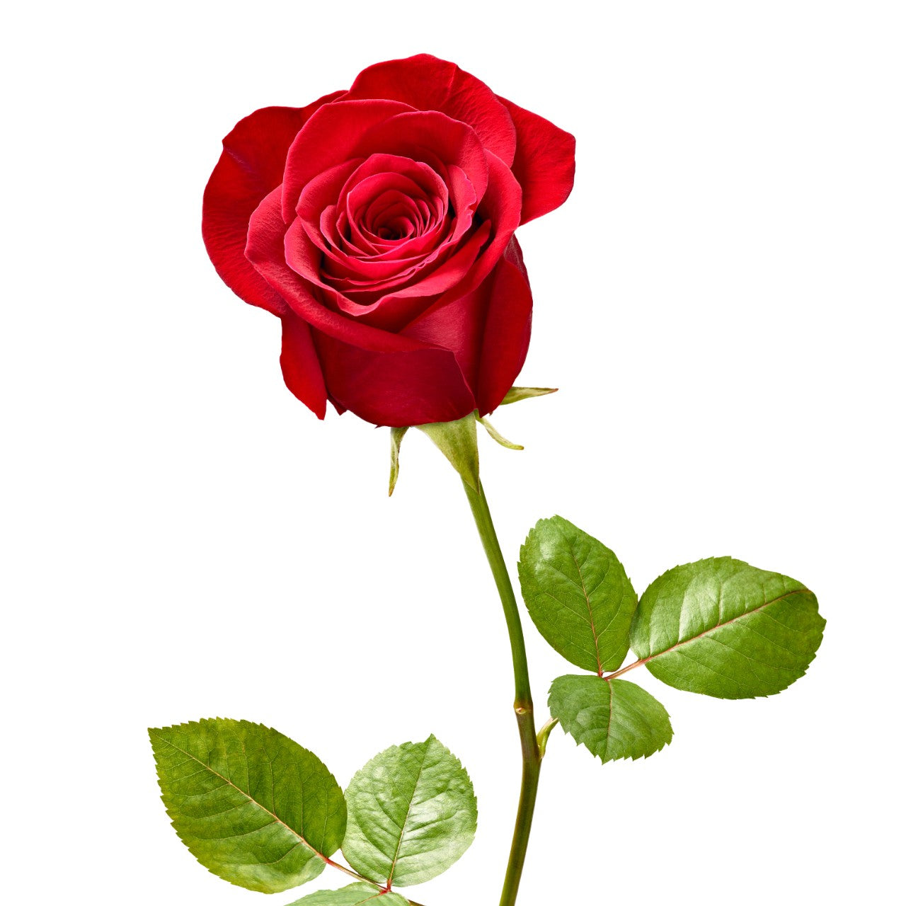 Alpha Omicron Pi - Red Roses, 40cm