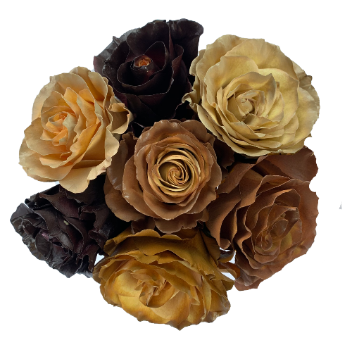 Blend Coffee Colored Painted Roses - Bulk