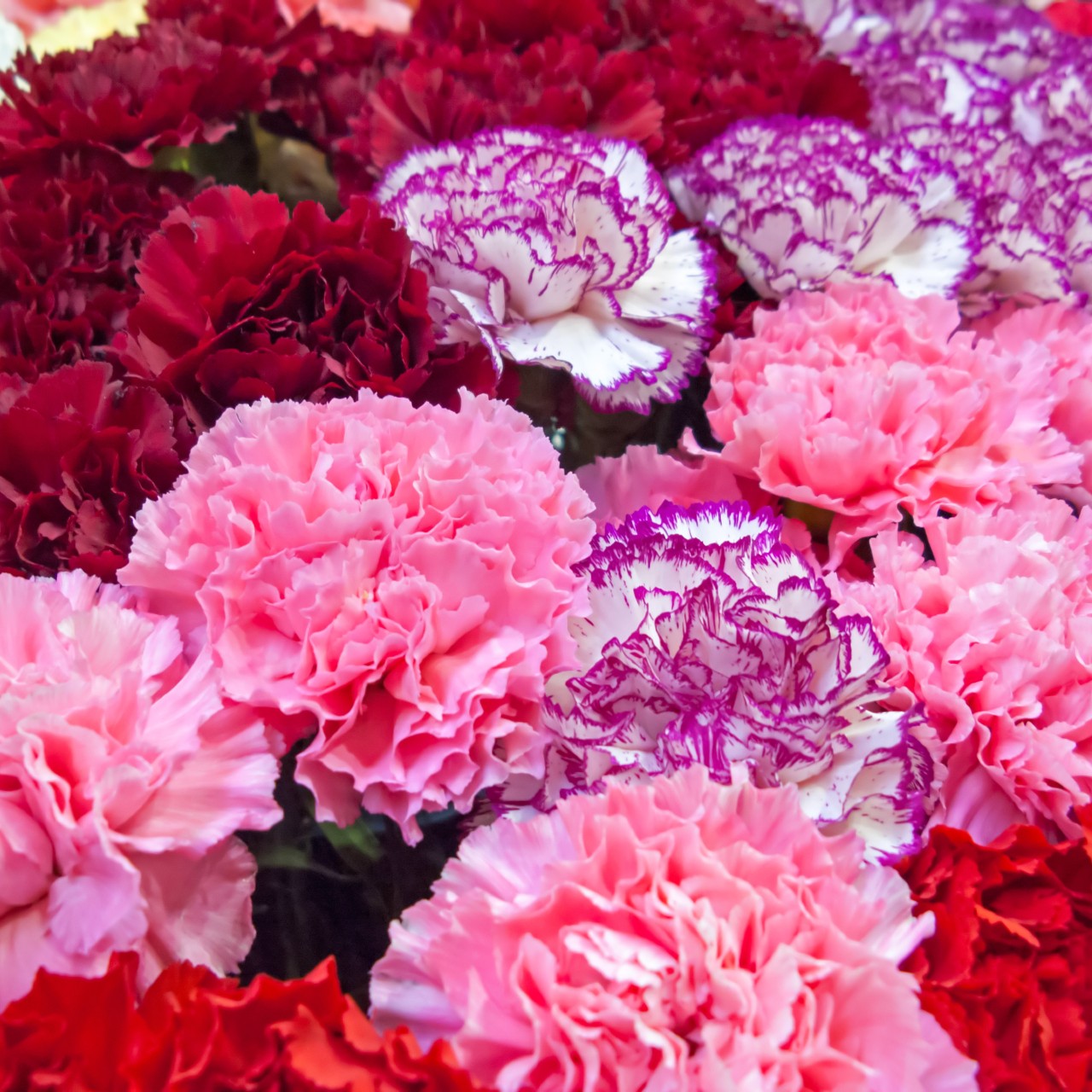 Custom Tinted Bulk Carnations