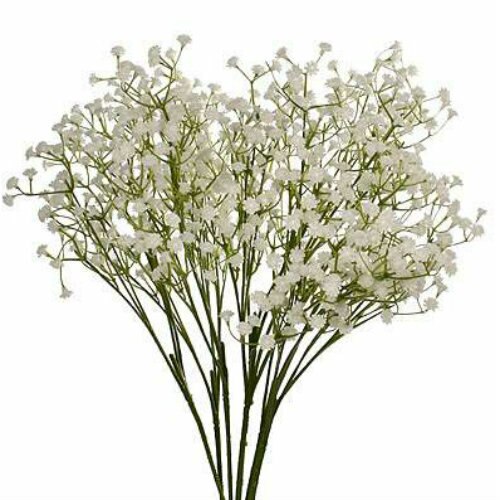 Baby's Breath Gypsophilia for Valentine's Day – Flowers For Fundraising