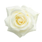 Theta Phi Alpha - White Roses, 40cm