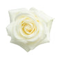 Kappa Delta - White Roses, 40cm