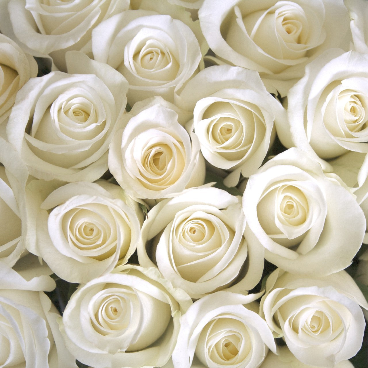 Zeta Phi Beta - White Roses, 40cm