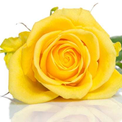 Delta Xi Phi - Yellow Roses, 40cm