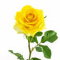Kappa Delta Phi - Yellow Roses, 40cm